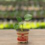 Eggplant – Rosa Bianca – 4″ Pot